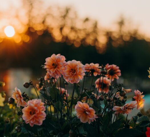 Rosa blommor i en trädgård med solnedgång i bakgrunden.