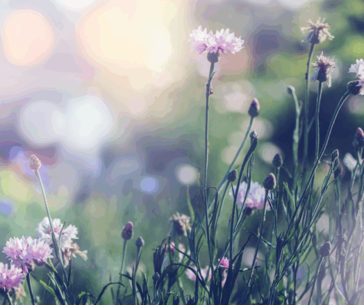 Vilda blommor i motljus med suddig bakgrund av gröna växter.